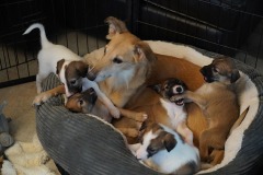 DSC09336 Silken Windsprite Welpen