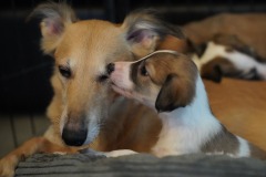 DSC09346 Silken Windsprite Welpen