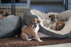 DSC09347 Silken Windsprite Welpen