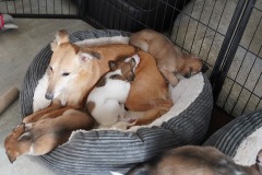 DSC09349 Silken Windsprite Welpen