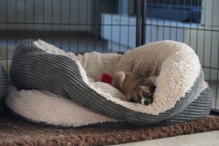 DSC09353 Silken Windsprite Welpen