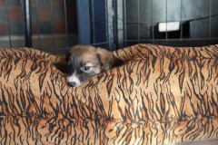 DSC09357 Silken Windsprite Welpen