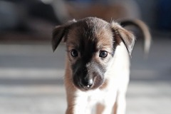 DSC09358 Silken Windsprite Welpen