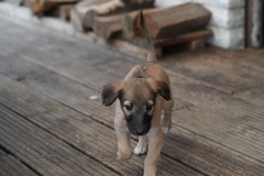DSC09367 Silken Windsprite Welpen