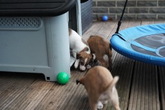 DSC09371 Silken Windsprite Welpen