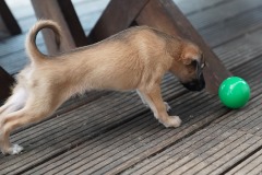 DSC09374 Silken Windsprite Welpen