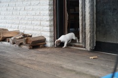 DSC09378 Silken Windsprite Welpen