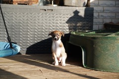 DSC09389 Silken Windsprite Welpen