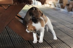 DSC09391 Silken Windsprite Welpen