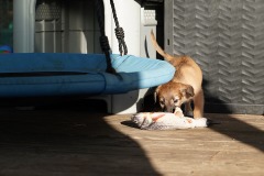 DSC09394 Silken Windsprite Welpen