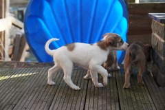 DSC09398 Silken Windsprite Welpen