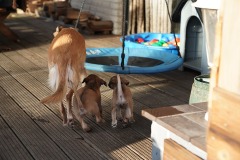 DSC09407 Silken Windsprite Welpen