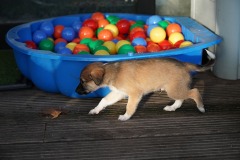 DSC09410 Silken Windsprite Welpen