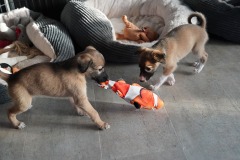 DSC09414 Silken Windsprite Welpen