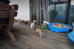 DSC09415 Silken Windsprite Welpen