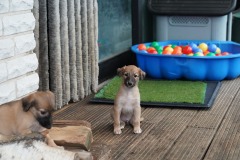 DSC09422 Silken Windsprite Welpen