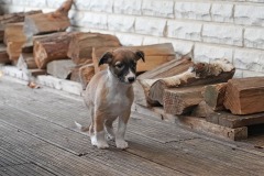 DSC09427 Silken Windsprite Welpen