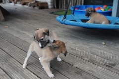 DSC09429 Silken Windsprite Welpen