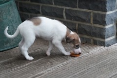 DSC09435 Silken Windsprite Welpen