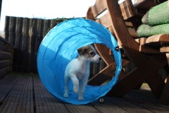 DSC09455 Silken Windsprite Welpen