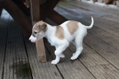 DSC09464 Silken Windsprite Welpen