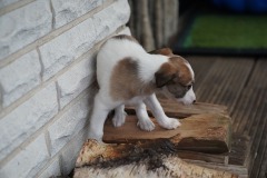 DSC09469 Silken Windsprite Welpen