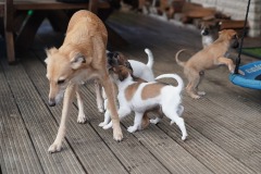 DSC09476 Silken Windsprite Welpen