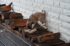 DSC09485 Silken Windsprite Welpen