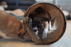 DSC09489 Silken Windsprite Welpen