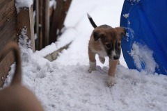 DSC09497 Silken Windsprite Welpen