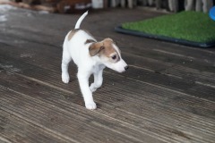 DSC09506 Silken Windsprite Welpen