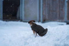 DSC09542 Silken Windsprite Welpen