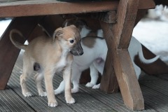 Welpen Y-Wurf 8. Woche