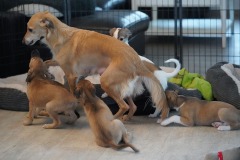 DSC09586 Silken Windsprite Welpen