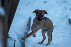 DSC09605 Silken Windsprite Welpen