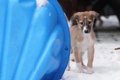 DSC09634 Silken Windsprite Welpen