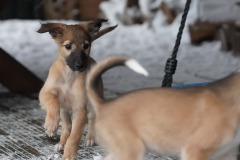 DSC09644 Silken Windsprite Welpen