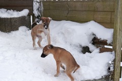 DSC09648 Silken Windsprite Welpen