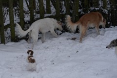DSC09746 Silken Windsprite Welpen