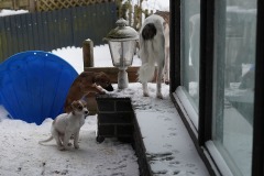 DSC09779 Silken Windsprite Welpen