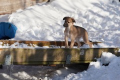 DSC09801 Silken Windsprite Welpen