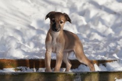 DSC09802 Silken Windsprite Welpen