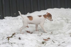 DSC09843 Silken Windsprite Welpen