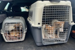 WhatsApp-Image-2026-01-14-at-16.11.08-1 Silken Windsprite Welpen