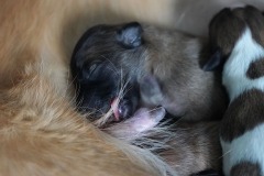 DSC08980 Silken Windsprite Welpen