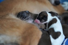 DSC08981 Silken Windsprite Welpen