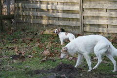 DSC09895 Silken Windsprite Welpen