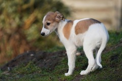 DSC09897 Silken Windsprite Welpen