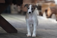 DSC09913 Silken Windsprite Welpen