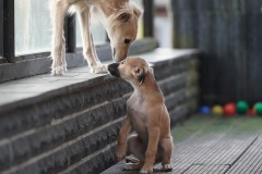 DSC09922 Silken Windsprite Welpen